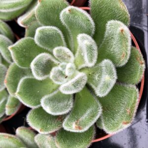 Pro Rep Live Reptile Safe Plant - Echeveria Setosa, Medium