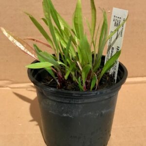 Pro Rep Live Reptile Safe Plant - Ribwort Plantain (Plantago Lanceolata) 10cm Pot