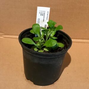 Pro Rep Live Reptile Safe Plant - Lamb's Lettuce, 10cm Pot