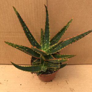 Pro Rep Live Reptile Safe Plant - Prickly Aloe, Medium