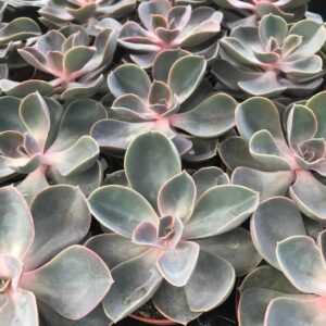 Pro Rep Live Reptile Safe Plant - Echeveria Purple Perle, Medium