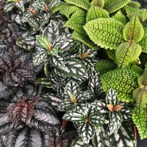 Pro Rep Live Reptile Safe Plant - Pilea (Mixed), Large