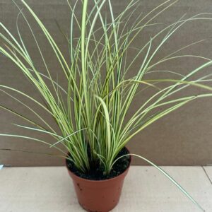 Pro Rep Live Reptile Safe Plant - Sedge Grass (Carex - Mixed Varieties), Medium