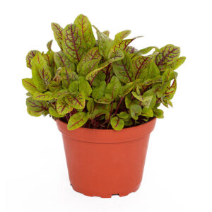 Pro Rep Live Reptile Safe Plant - Red Sorrel/red Pixie, 10cm Pot