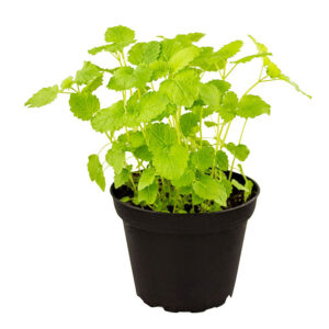 Pro Rep Live Reptile Safe Plant - Lemon Balm, 10cm Pot