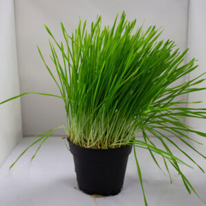 Pro Rep Live Reptile Safe Plant - Wheat Germ, 10cm Pot