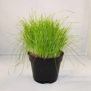 Pro Rep Live Reptile Safe Plant - Fine Forage Grass, 10cm Pot