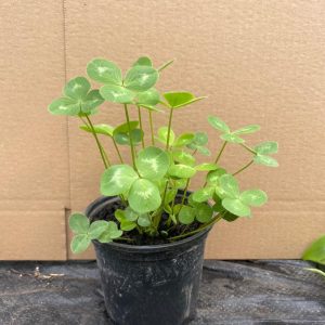 Pro Rep Live Reptile Safe Plant - Red Clover (Trifolium Pratense), 10cm Pot
