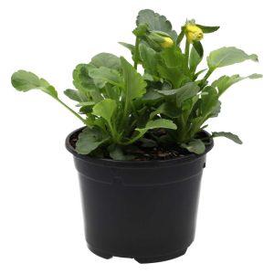 Pro Rep Live Reptile Safe Plant - Pansy, 10cm Pot (Assorted)
