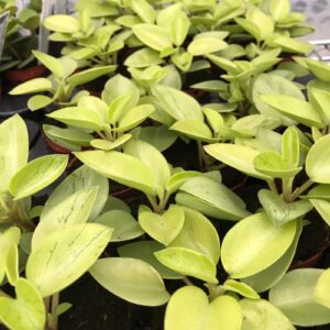Pro Rep Live Reptile Safe Plant - Pixie Peperomia, Small