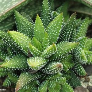 Pro Rep Live Reptile Safe Plant - Haworthia Enon