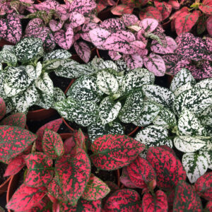 Pro Rep Live Reptile Safe Plant - Fittonia (Assorted), Medium