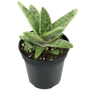 Pro Rep Live Reptile Safe Plant - Ox Tongue Gasteria, Medium