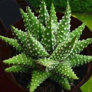 Pro Rep Live Reptile Safe Plant - Haworthia Margaritafera , Medium