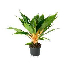 Pro Rep Live Reptile Safe Plant - Orange Spider Plant (Chlorophytum Orchidastrum), Large