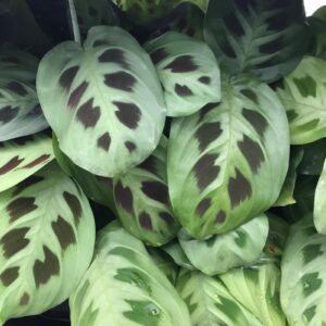 Pro Rep Live Reptile Safe Plant - Maranta (Maranta Leuconeura), Large