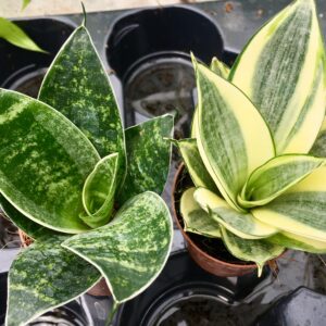 Pro Rep Live Reptile Safe Plant - Sansevieria Trifasciata 'Mother In Laws Tongue', Medium