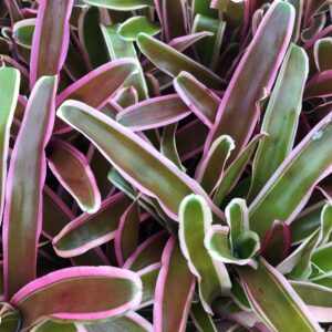 Pro Rep Live Reptile Safe Plant - Nidularium 'fireball', Small