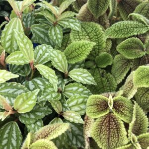 Pro Rep Live Reptile Safe Plant - Pilea (Mixed), Medium