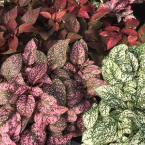 Pro Rep Live Reptile Safe Plant - Polka Dot Plant, Medium