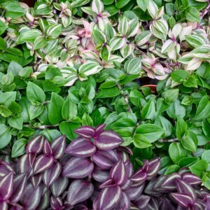 Pro Rep Live Reptile Safe Plant - Tradescantia, Large